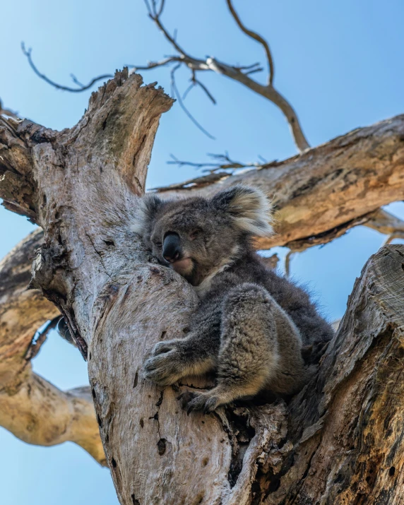 a koala is sitting in the tree top