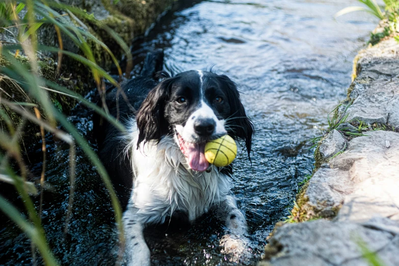 a dog with a tennis ball in it's mouth is standing in the water