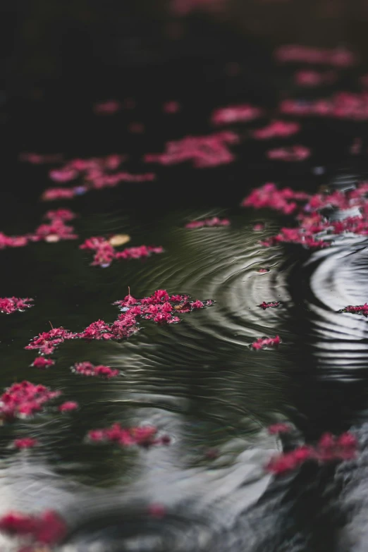 an image of a body of water with pink flowers