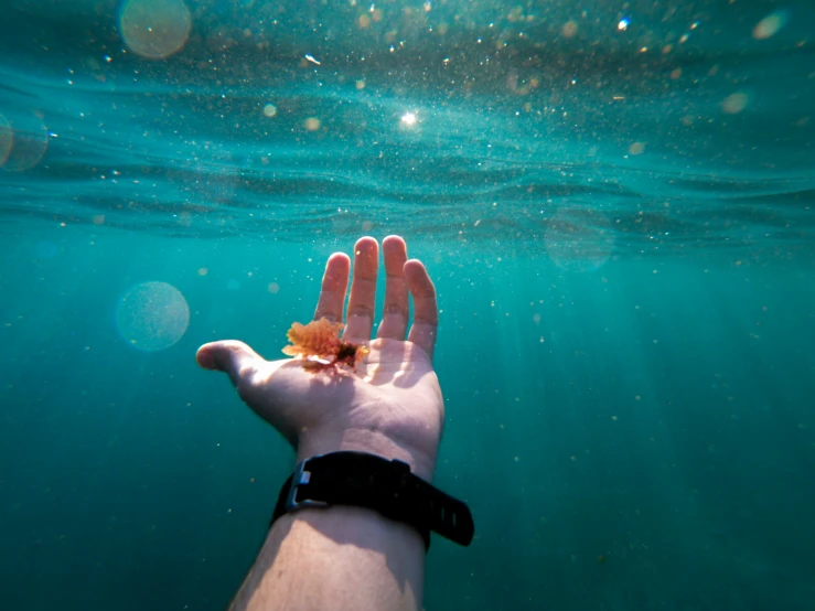 an open hand holds a flower that floats beneath the water