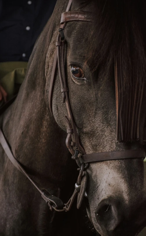 the head and face of a horse with bridle on