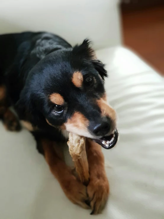 a black, brown and white dog with his mouth open