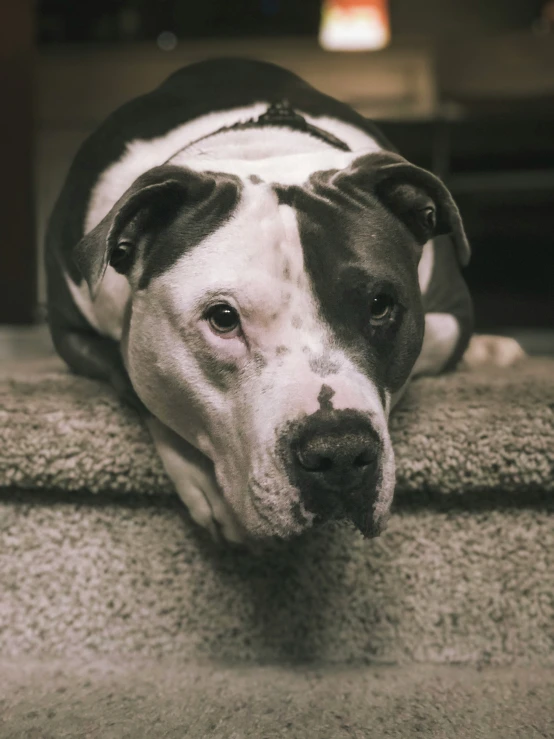 a black and white dog laying on the floor