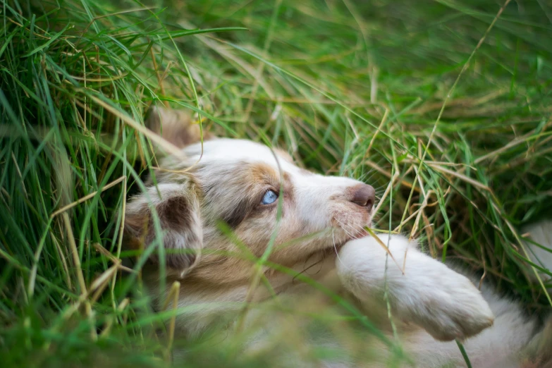 a puppy chewing on some green grass