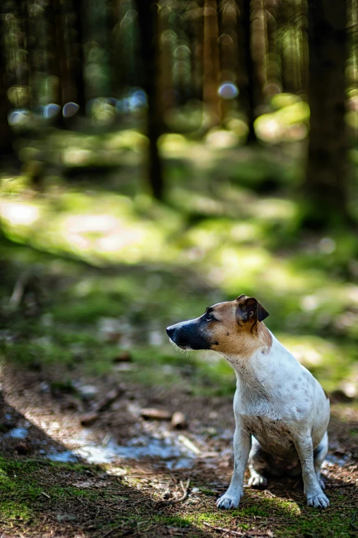 a dog is looking to the sky in a park