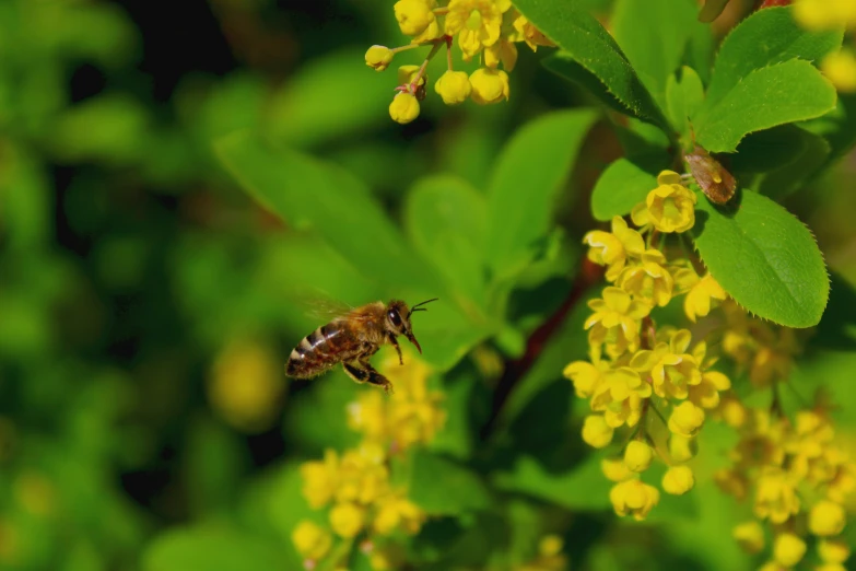 a bee sits on a yellow flower in a field