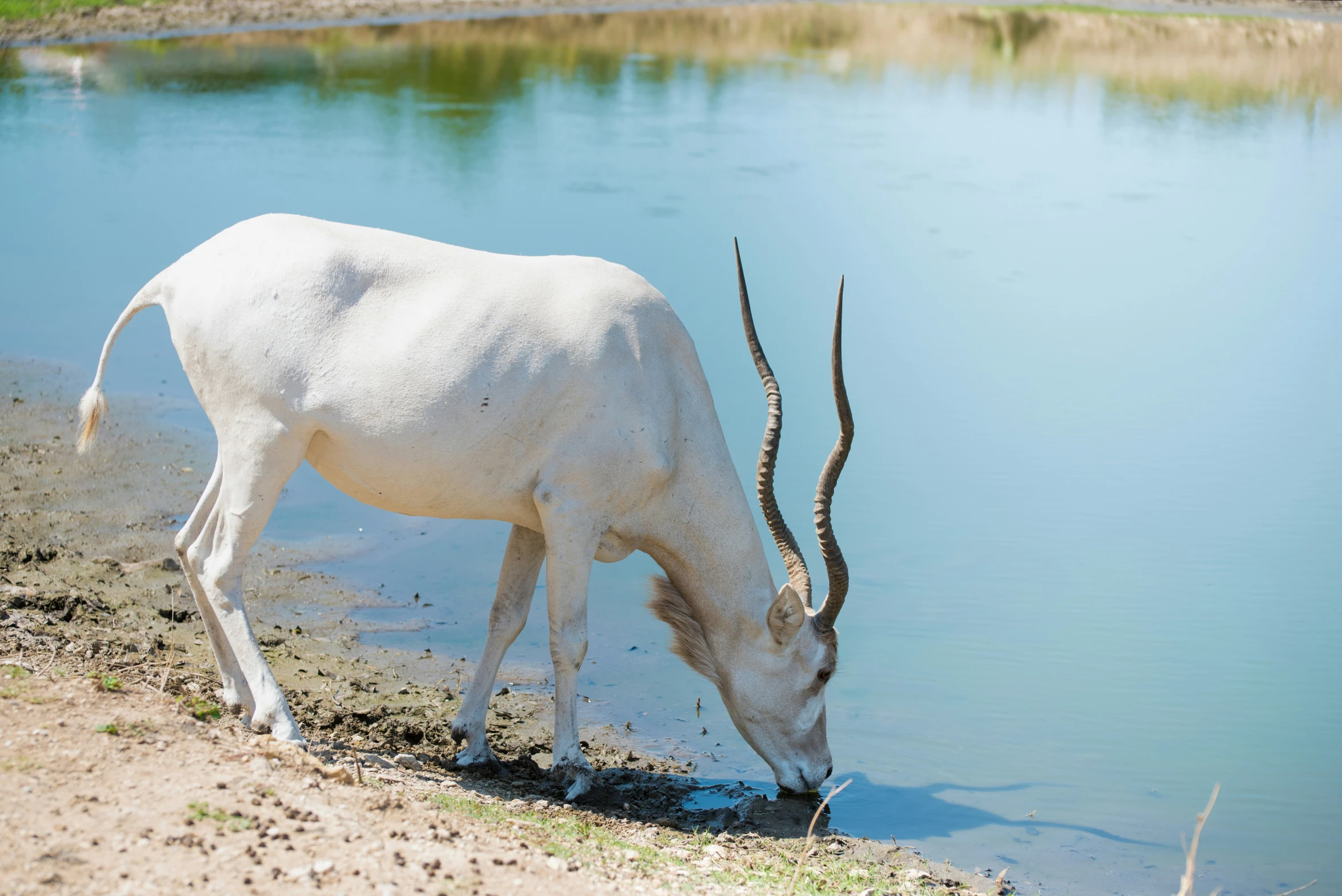 a white cow standing on the side of a river drinking from water