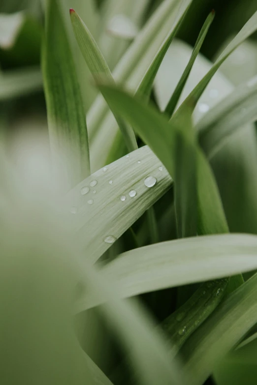 plants and leaves are featured with water droplets