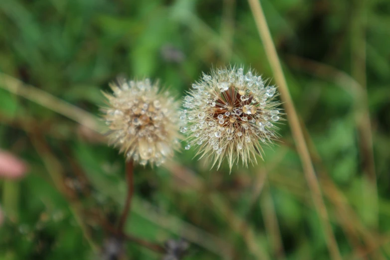 a flower with lots of water on it