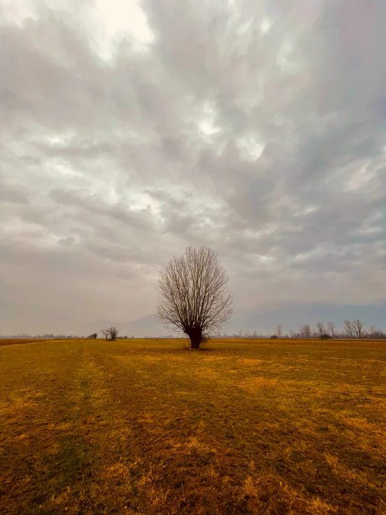 a bare tree is in an open field with lots of grass