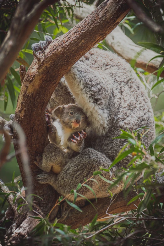 an animal sits in the middle of the tree nch