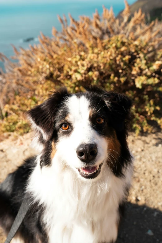 a dog standing on top of a rocky hill near the ocean