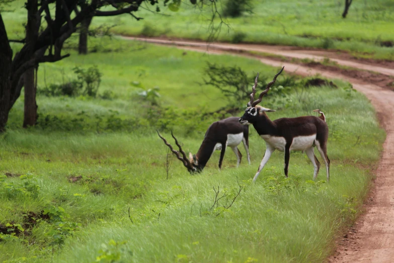 two gazelles standing side by side in the grass