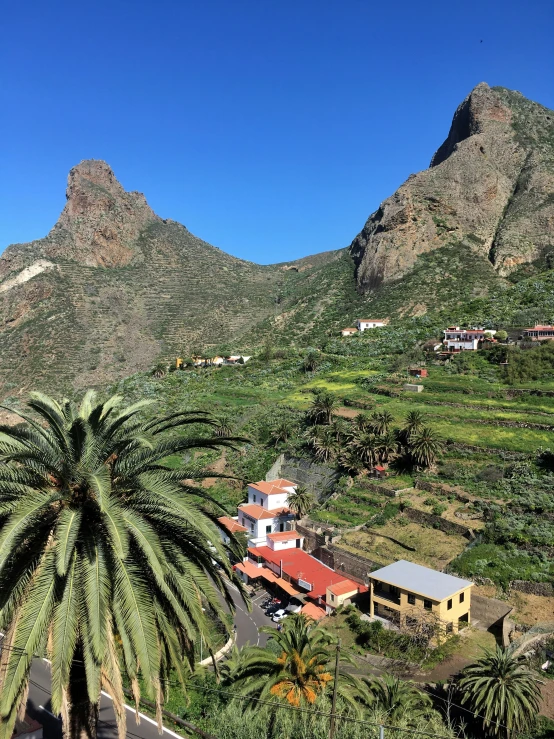 a valley with several palm trees near a resort