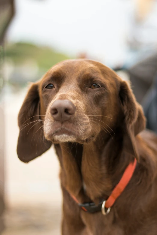 a dog with his head turned to the side