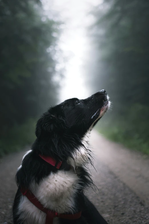 a dog looking up while sitting down on a road