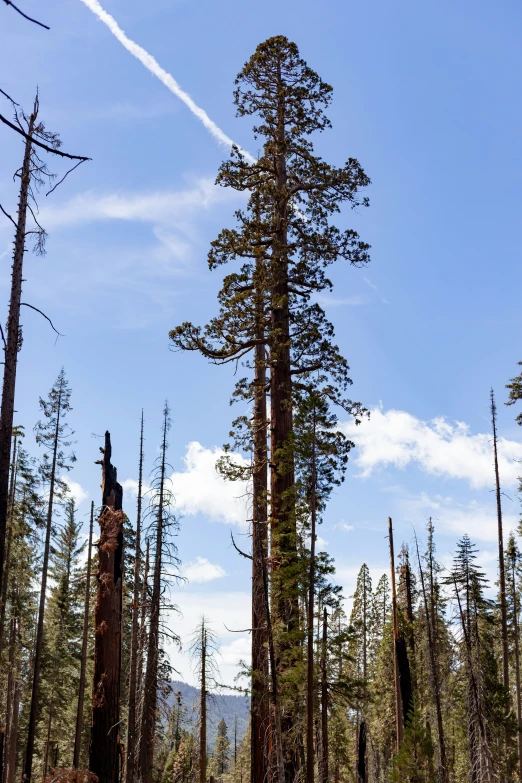 a trail passes a tree covered forest under an airplane trail