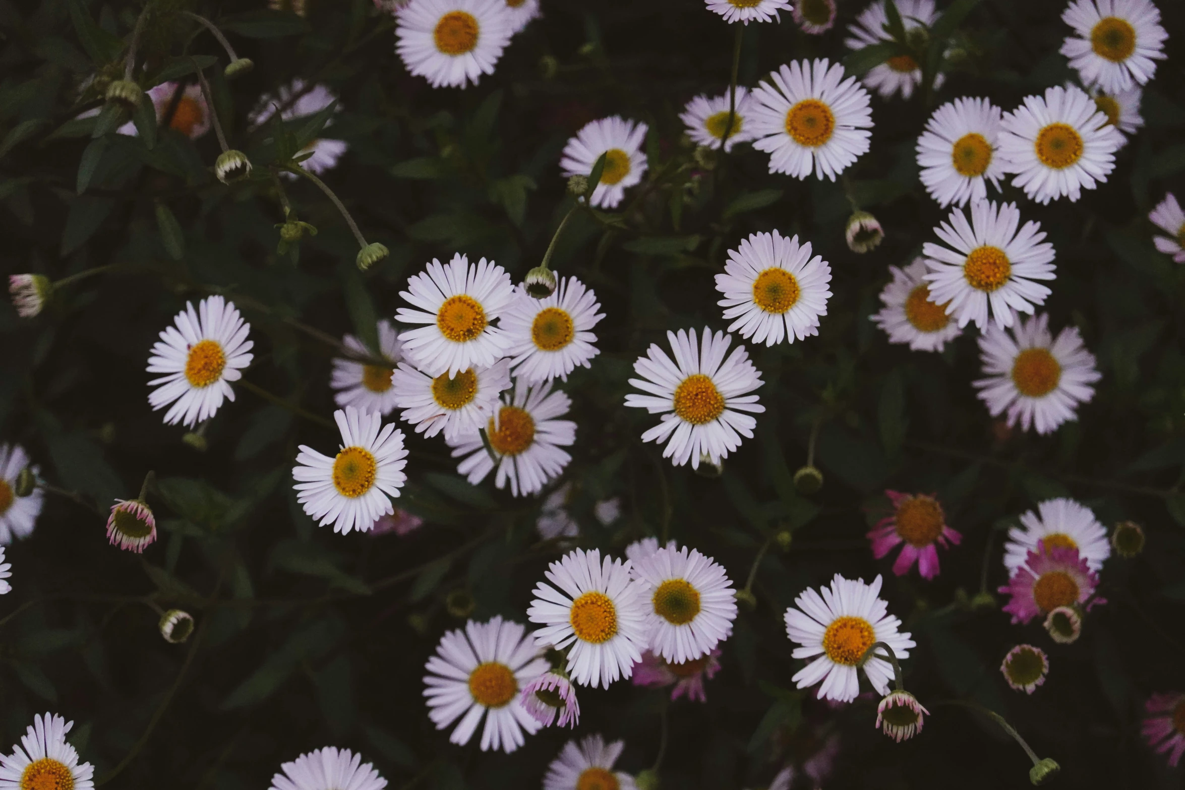 a bunch of small white flowers with yellow centers