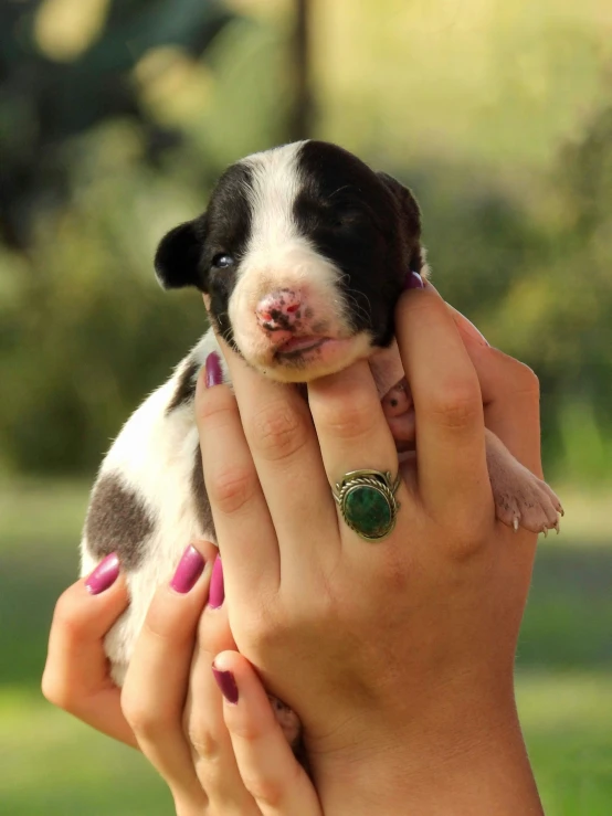 a woman holding her hand out towards a puppy