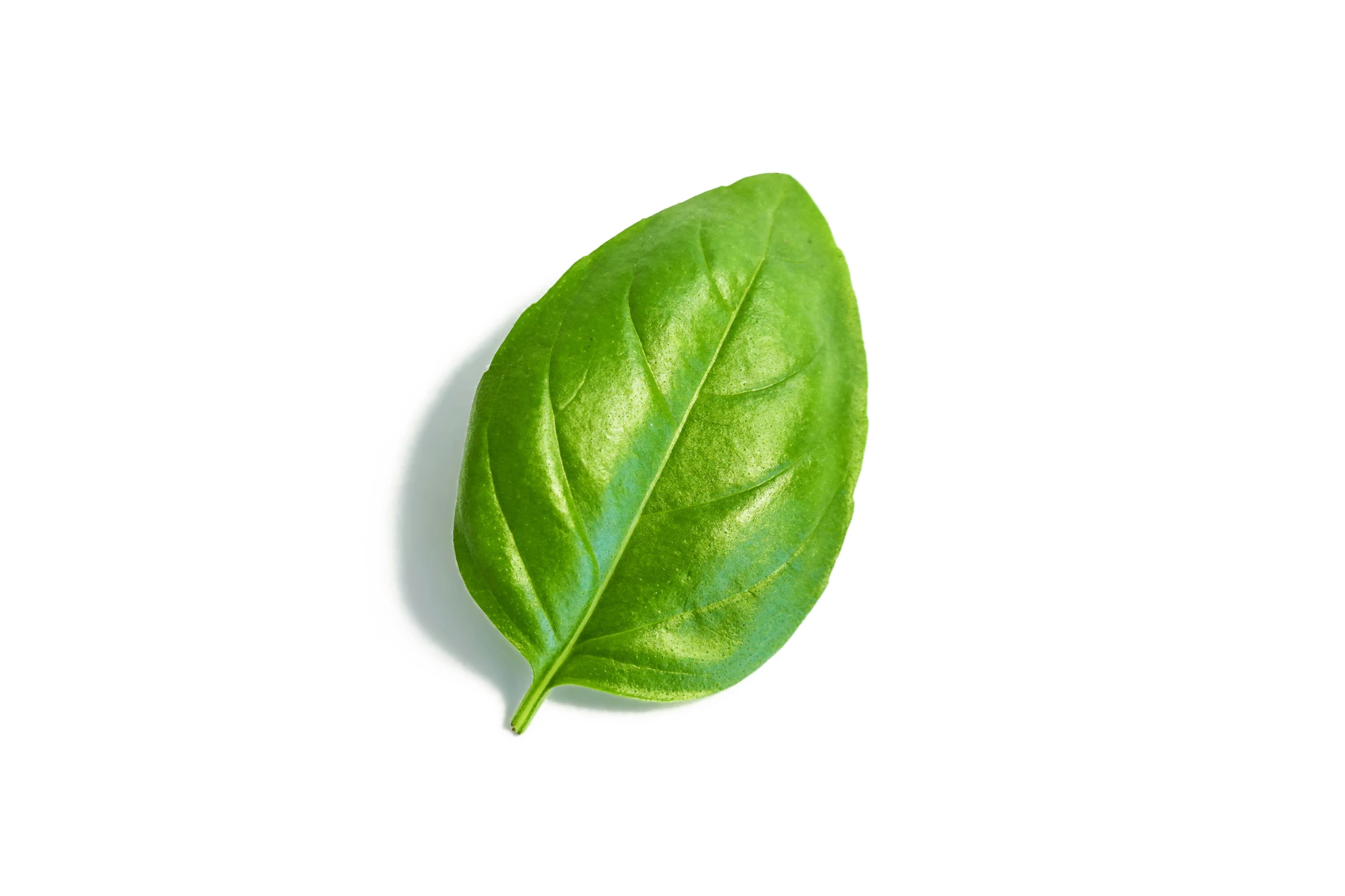 a green leaf with no markings on it