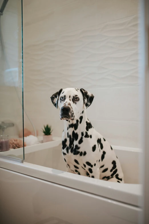 a dalmatian is in the tub and waiting to be bathed