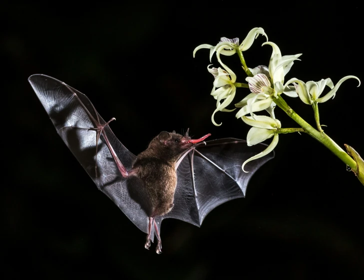 a bat flying over a flower with its eyes closed