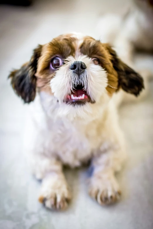 a dog with its mouth open sitting on the floor