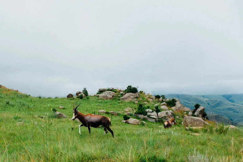 the two animals are in the green grass