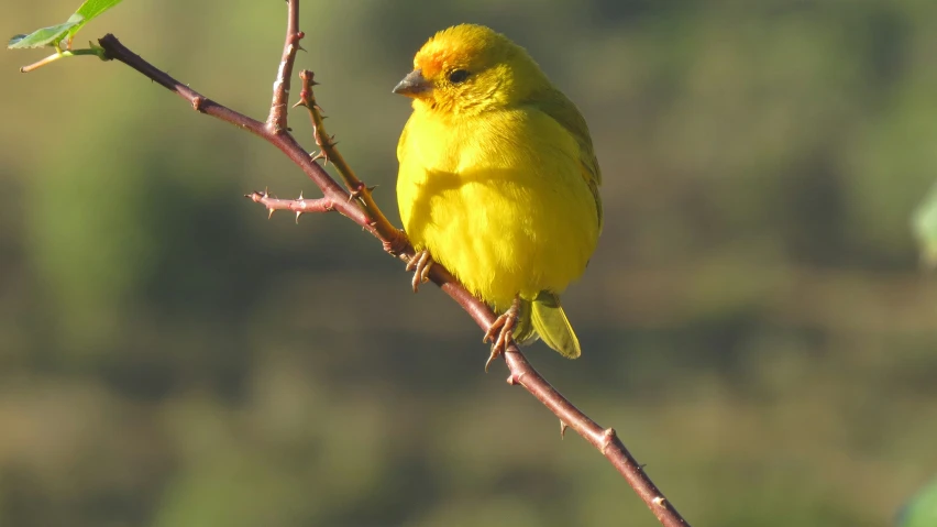 the bright yellow bird is perched on the nch