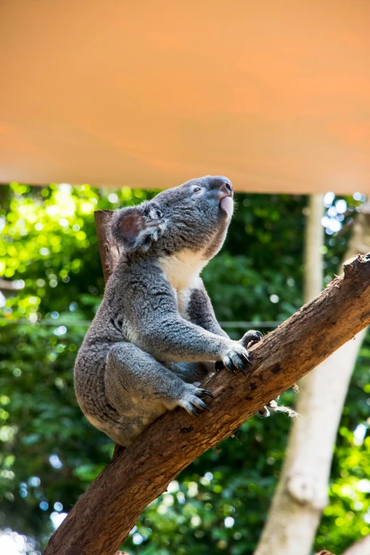 a baby koala sitting in a tree by some trees