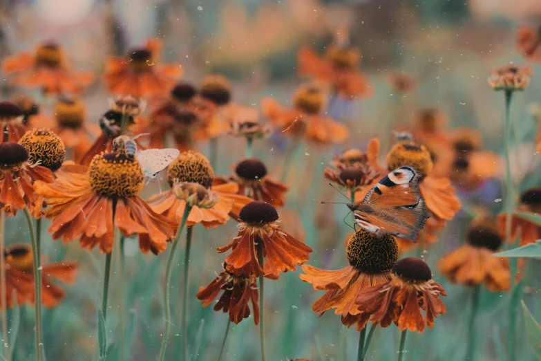 a small brown erfly on top of a flower