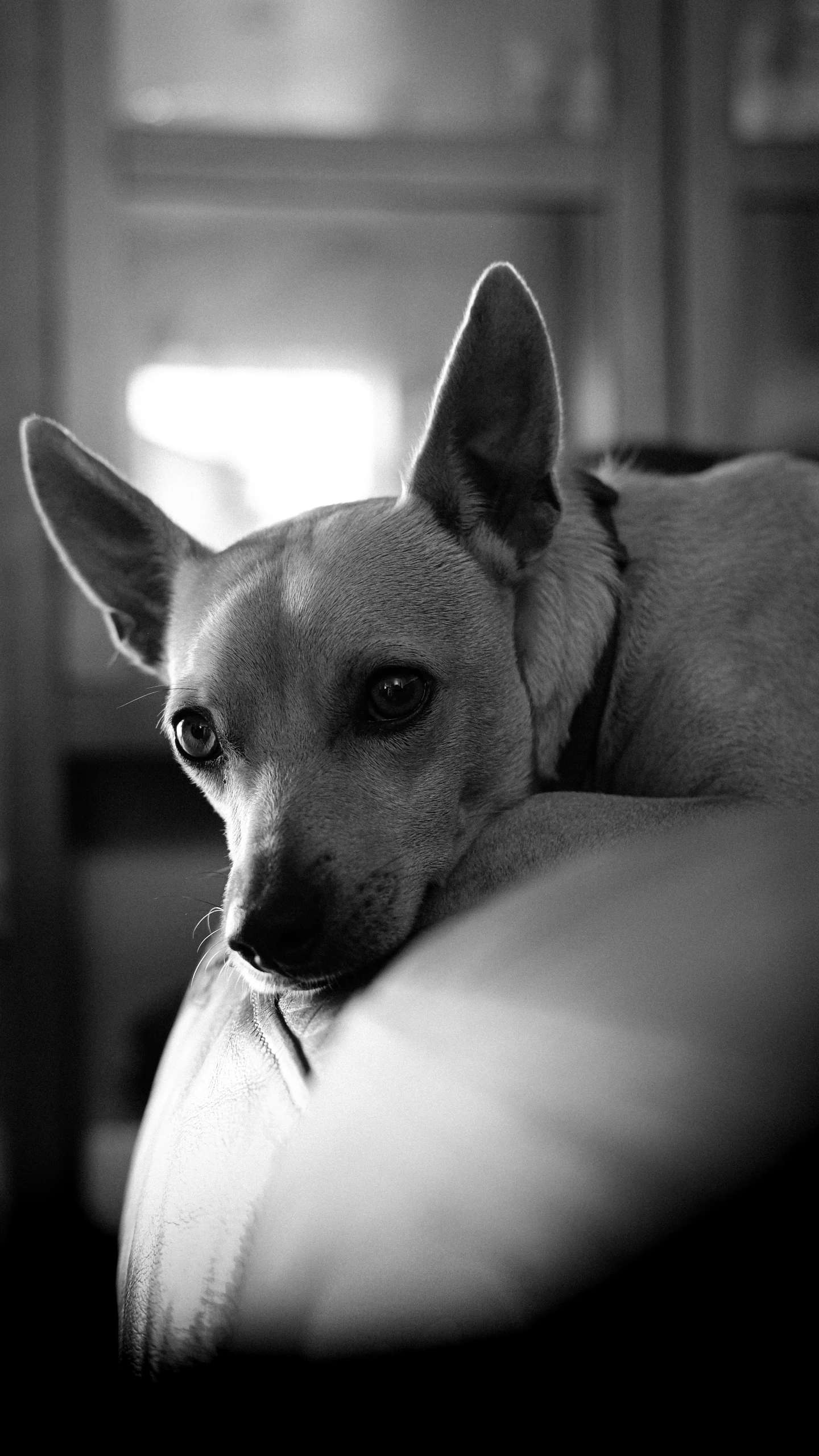 an image of black and white dog