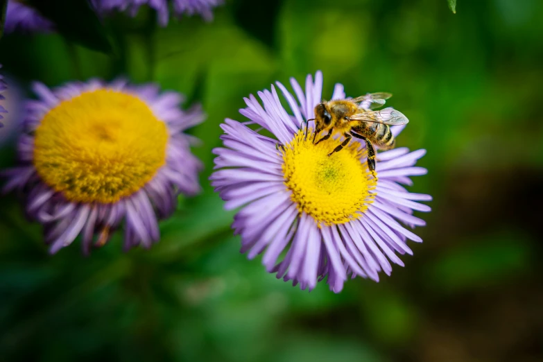 a bee on a flower with its eyes closed