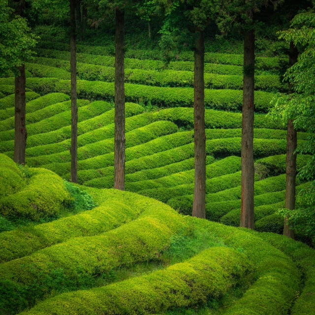 an artistic scene of green grass field with pine trees