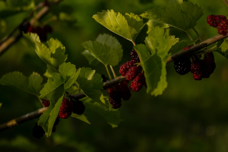 berry bush with green leaves and some red berries