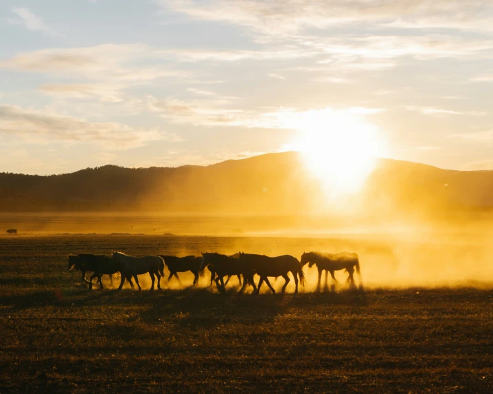 a herd of horses walking across a lush green field