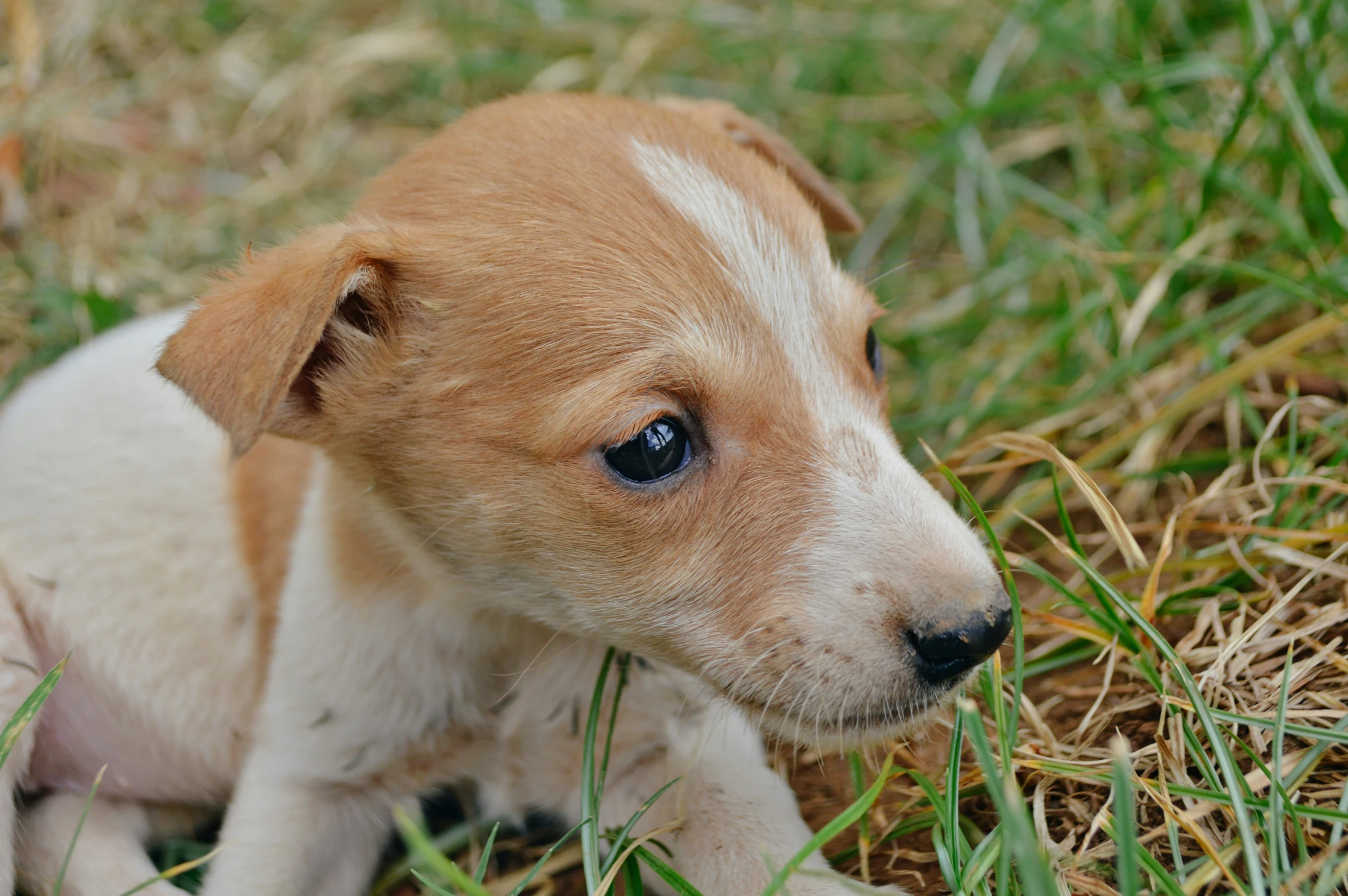 the puppy has a dark blue eyes and looks into the camera