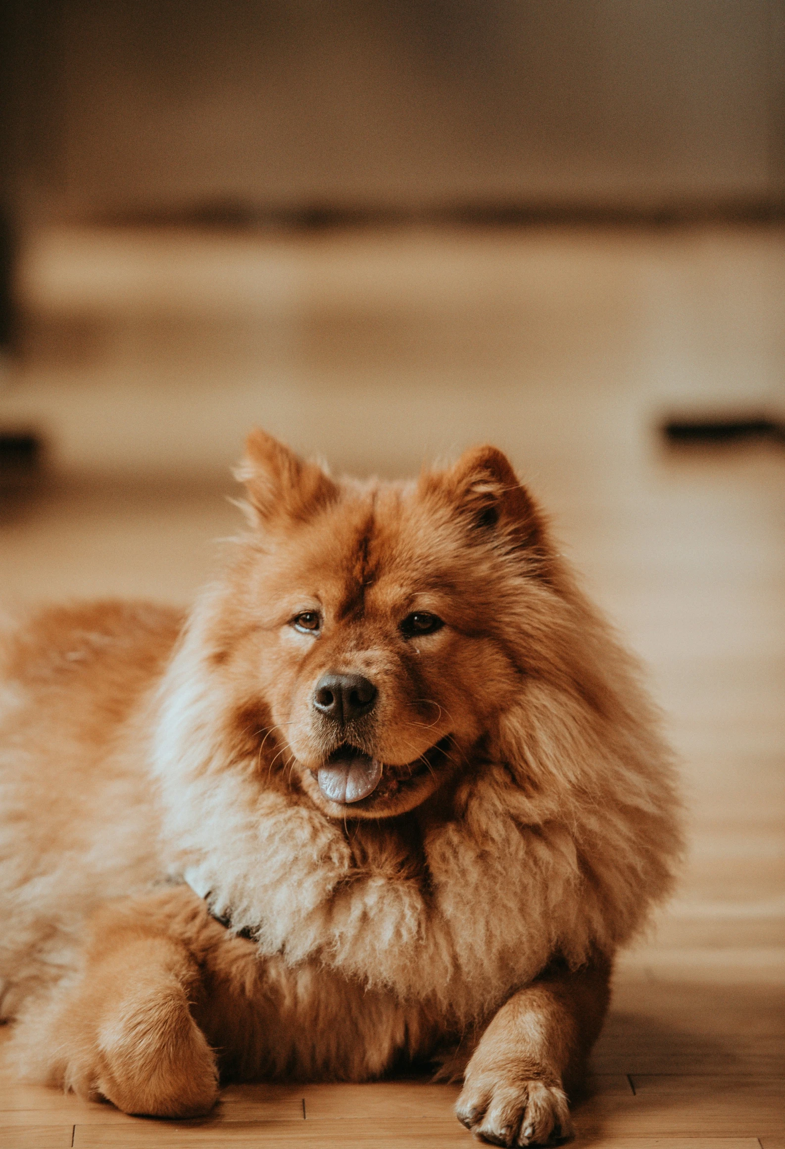 a close up of a dog laying on a wooden floor