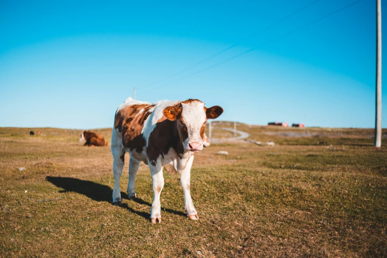 a cow standing in the grass looking back at the camera