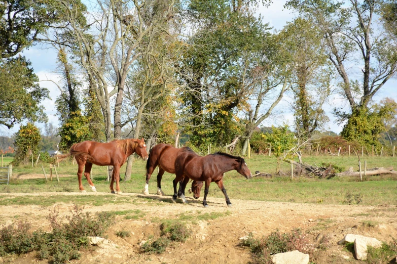 two brown horses walking along a dirt path