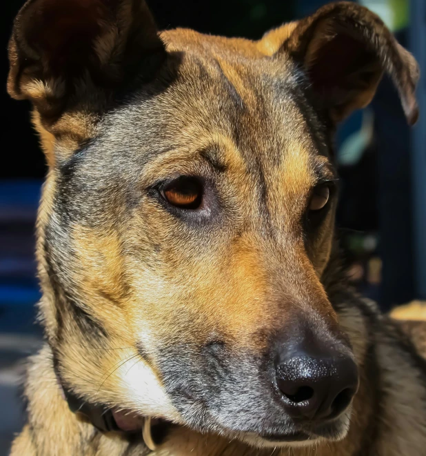 a dog with a black collar and white spot on its eye