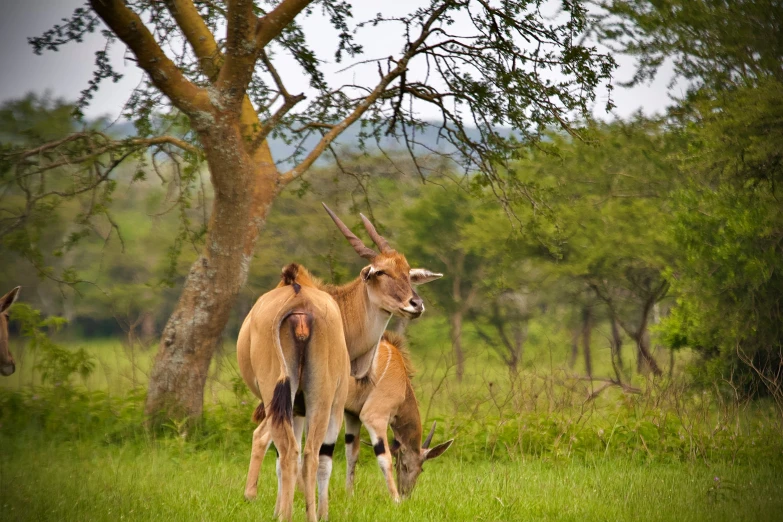 two gazelle stand in the middle of the grass