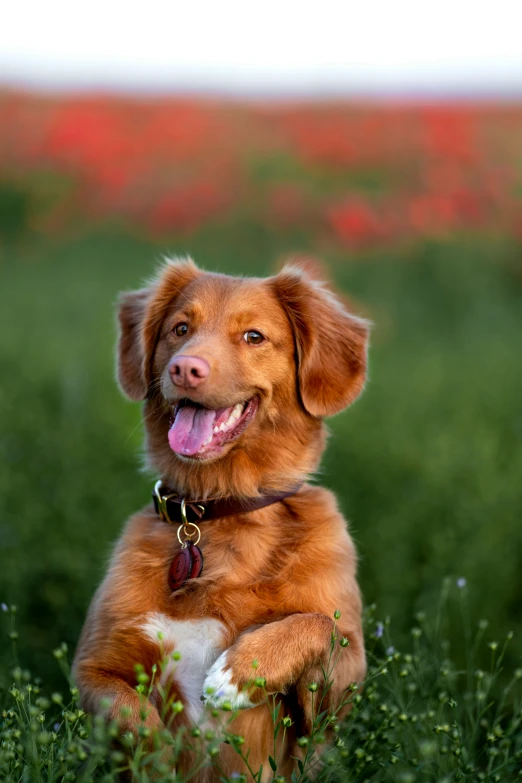 a happy dog sitting in the middle of a field