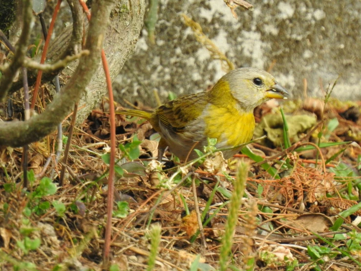 the small bird is standing on some dry grass