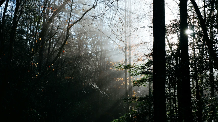 dark picture of trees in foggy area, with sunbeam