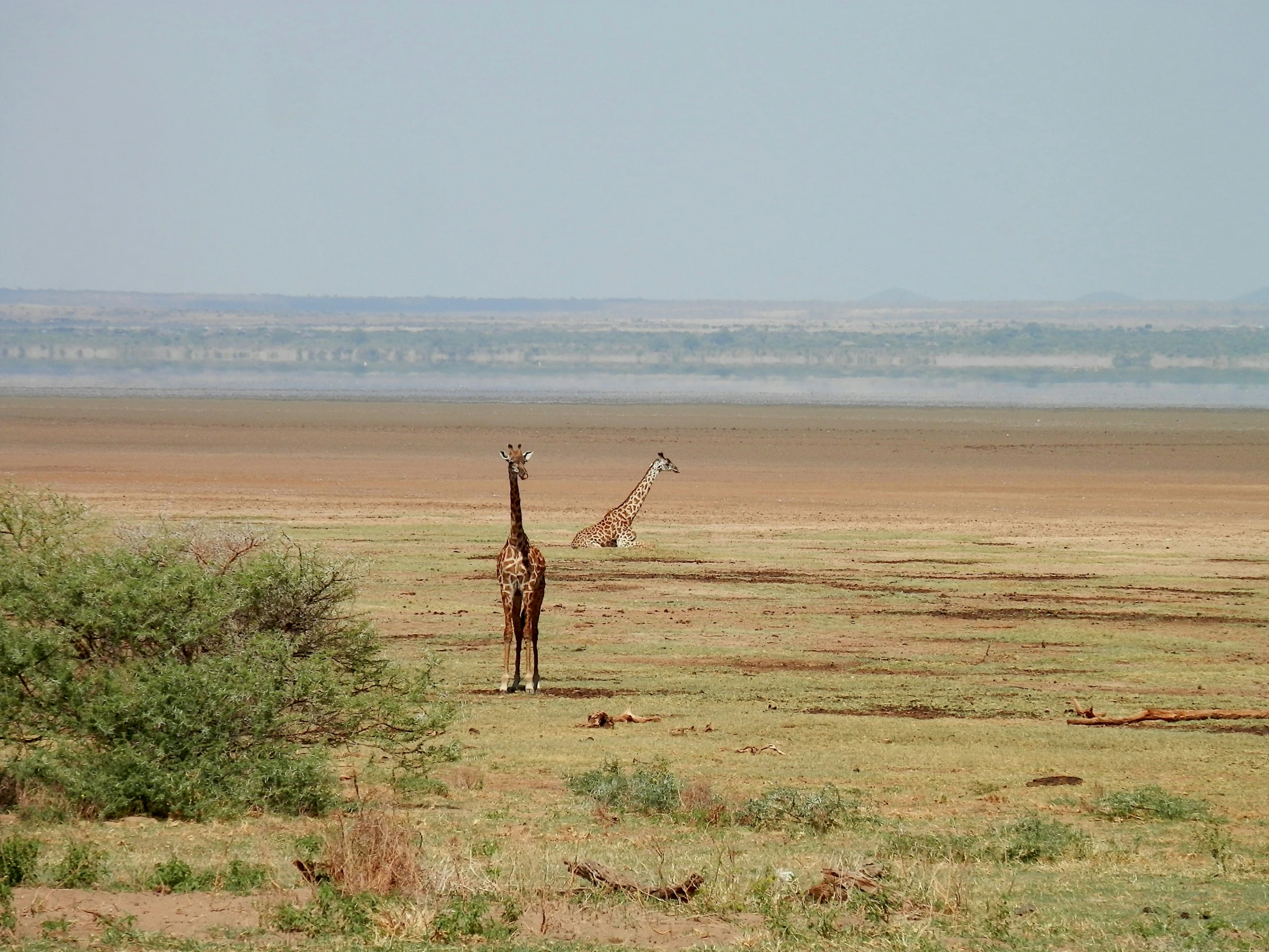 a pair of giraffes in the foreground with water behind them