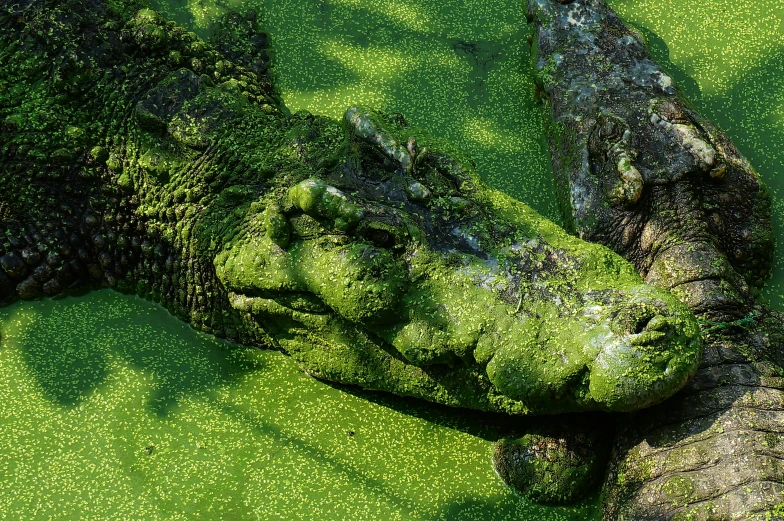 alligator sculpture is covered with moss in green water