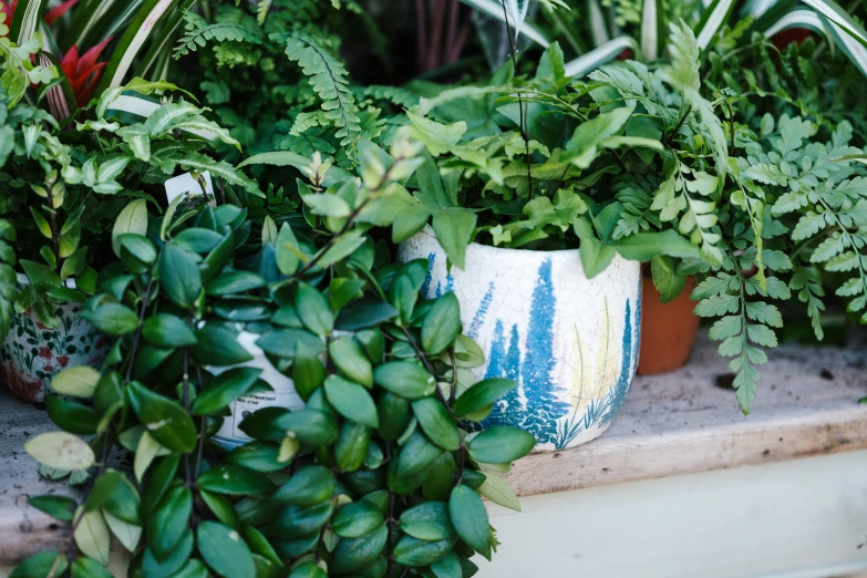 some green plants growing in a bowl on a ledge