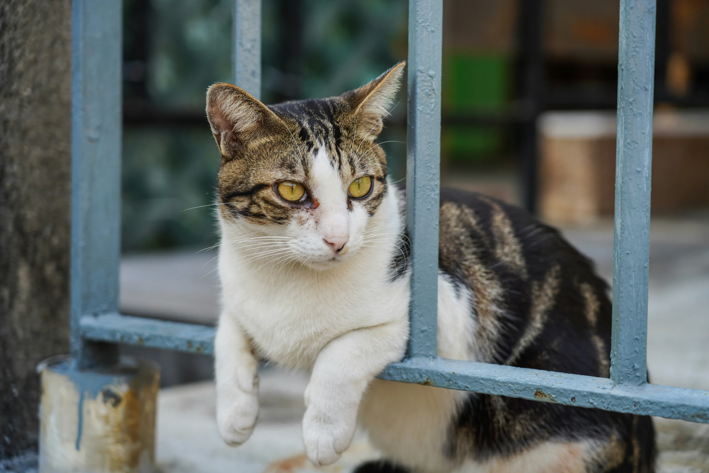a cat climbing a metal gate with a paw up
