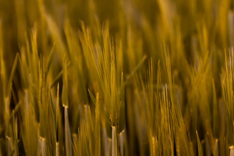 the stalks are green and ready to be harvested